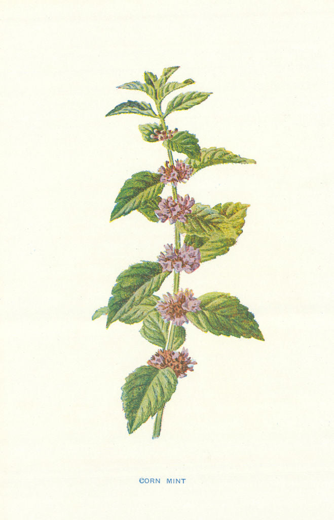 Corn-Mint. Wild Flowers by Frederick Edward Hulme c1895 old antique print